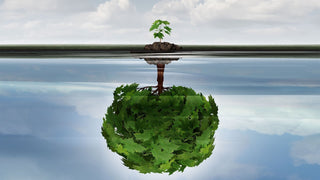 The Ultimate Synergist: Enhanced Nutrient Absorption..