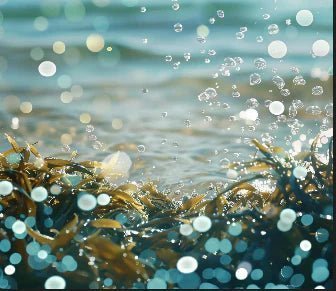 Seaweed Supreme — Kelp, Dulse, and Chlorella for thyroid and metabolic support